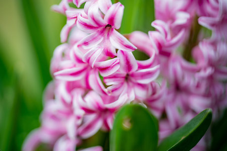 Hyacinth blossom. Flower springtime beautiful. Flower blooming garden. Flower delicate petals....