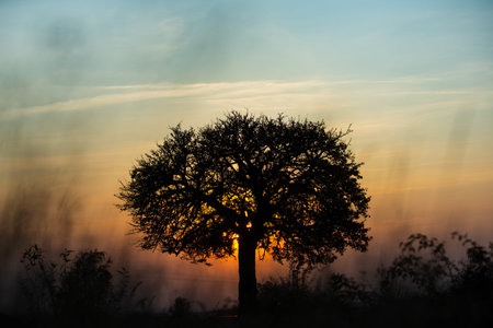 Tree silhouette against sunset sky. Natural landscape with Tree on sunset. Silhouette Tree peaceful evening. Tree dramatic nature scene.の写真素材