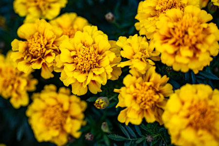Flower yellow bloom summer color. Flower garden beauty natural pattern. Flower macro detail vibrant...