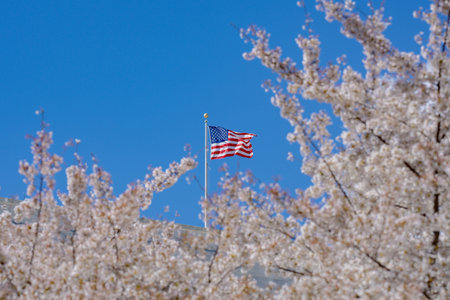 American flag waving against a clear blue sky in spring cherry blossoms. United States flag flying...
