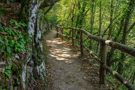 Forest path travel in nature. Scenic hiking trail. Travel route through green forest. Trail in...