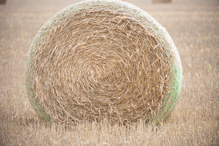 Hay bale shows rural agriculture scene. Hay roll highlights dry harvest field. Hay stack supports...