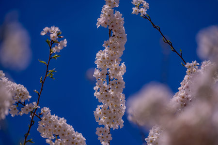A blooming branch of cherry blossom tree in spring.