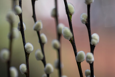Natural spring banner with willow catkins. Willow twigs with fresh spring buds. Macro close-up of soft willow catkins. Spring religious symbol willow for Palm Sunday.の写真素材