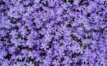 Flower carpet covers the garden ground. Blooming phlox creates a vibrant scene. Creeping phlox spreads across the landscape. Garden flowers glow in spring light. Floral texture looks soft and fresh.の写真素材