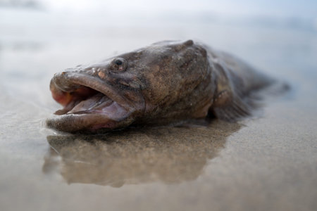 Dead fish beach sand. Dead fish coastal sand. Dead fish marine sand. Dead fish environmental sand.