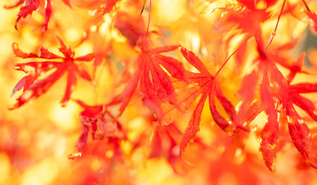 Autumnal mood. Blurred fall forest with golden leaves. Autumn sunlight shining through golden...