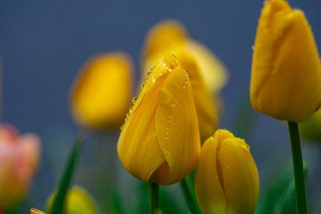 Floral spring landscape macro. Bud tulips in springtime close up. Bright spring tulips scene macro....