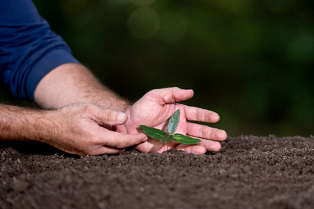 Seedling sprouts from fertile soil. Green plants grow under sunlight. Hand care plant concept. Organic soil for growth plant. Eco farming. Environment concept. Young plants thrive in spring soil.の写真素材