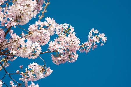 Cherry tree blossom. Spring flower garden. Spring blossom floral. Spring natural beauty. Spring...