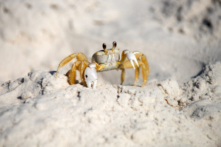 Crab shows alert coastal wildlife. Crab displays sandy beach habitat. Crab represents marine animal...
