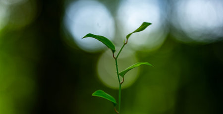 Green foliage and lush greenery. Fresh spring leaves. Forest and plant bokeh.の写真素材