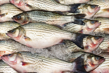 Fresh fish on ice at the seafood market. Striped fish display shows great freshness. Seafood protein...