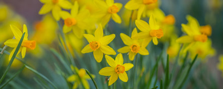 Narcissus flower in bloom. Spring narcissus blossoms. Narcissus flowers in a garden. Close-up of a...