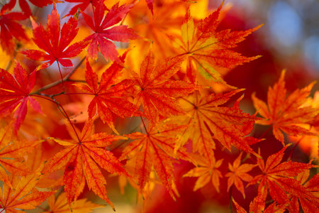 Maple leaves turn yellow, orange, and red in autumn. Bright foliage creates a stunning seasonal park background.