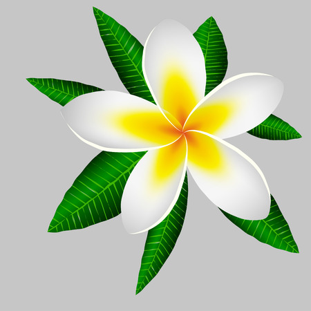 large magnolia flower on a background of green leaves. Thailand Holidays.のイラスト素材