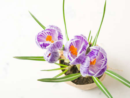 Spring lilac and purple crocus in a flowerpot. Green leaves. Spring card.の写真素材
