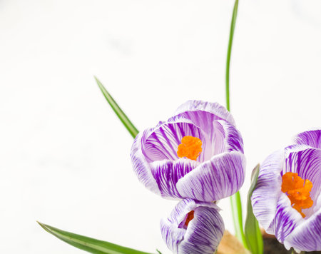 Spring lilac and purple crocus in a flowerpot. Green leaves. Spring card. Space for text.