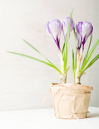 Spring lilac and purple crocus in a flowerpot. Green leaves. Spring card.の写真素材