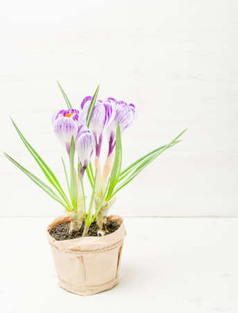 Spring lilac and purple crocus in a flowerpot. Green leaves. Spring card.の写真素材