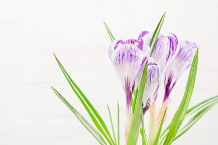Spring lilac and purple crocus in a flowerpot. Green leaves. Spring card. Space for text.の写真素材