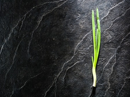 A bunch of green onion leaves on a background of black slate. Plenty of space for text.の写真素材