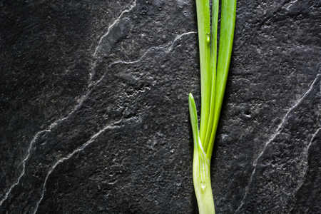 A bunch of green onion leaves on a background of black slate. Plenty of space for text.の写真素材