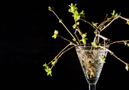 Lilac twigs with young leaves and buds standing in a glass. Black contrasting background.の写真素材