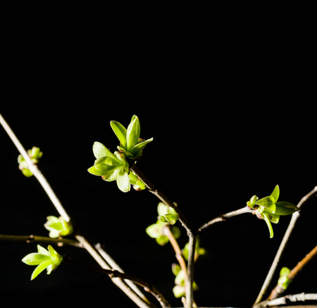 Lilac twigs with young leaves and buds standing in a glass. Black contrasting background.の写真素材