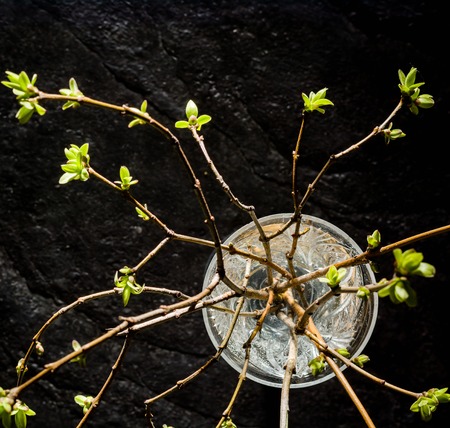 Lilac twigs with young leaves and buds standing in a glass. Black contrasting background.の写真素材