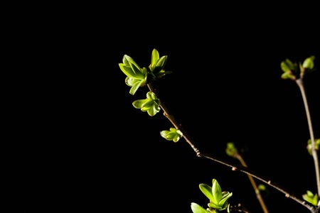 Lilac twigs with young leaves and buds standing in a glass. Black contrasting background.の写真素材