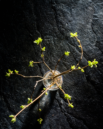 Lilac twigs with young leaves and buds standing in a glass. Black contrasting background.の写真素材