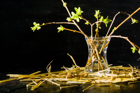 Lilac twigs with young leaves and buds standing in a glass. Black contrasting background.の写真素材