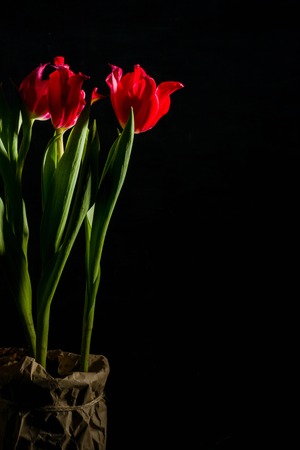 Red and scarlet tulips on a black background. Lots of space for text. Side view.の写真素材
