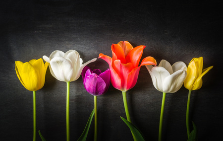 Multicolored tulips on a black background. Contrast image. Place for the text.の写真素材