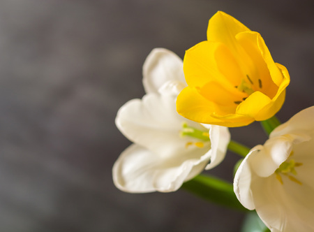 Multicolored tulips on a black background. Contrast image.の写真素材