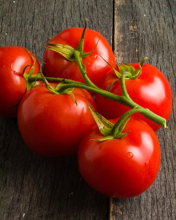 Branch with five ripe red tomatoes. Drops of water on ripe fruits. Green leaves and trunk. Copy space.の写真素材