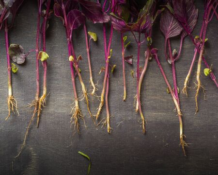 Leaves of basil purple green on a black wooden background. Minimalistic design. Place for the text. View from above.の写真素材