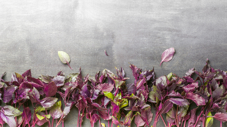 Leaves of basil purple green on a black wooden background. Minimalistic design. Place for the text. View from above.の写真素材