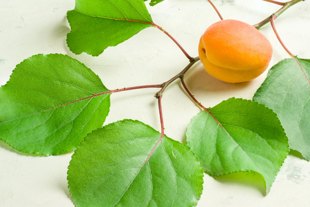 A fresh and ripe apricot and branch with green leaves on a white stone background.の写真素材