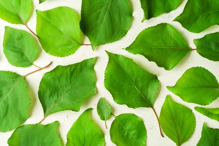 Fresh green leaves spread out with a pattern on a white stone background.の写真素材