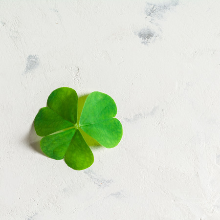 Green and fresh A lonely Oxalis leaf on a white stone background. Copy space.の写真素材