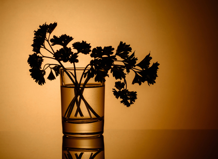 A few twigs of parsley in a glass. Solid background.の写真素材