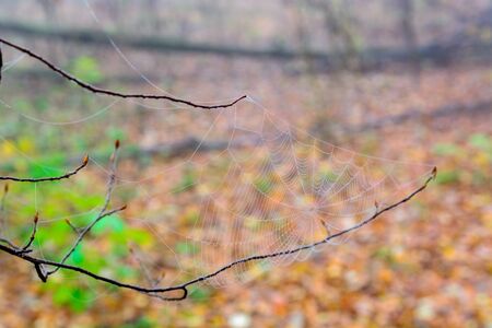 Web cobweb spiderweb net tissue spiders web. Web in the autumn forest. Water droplets on the spiders web.の写真素材
