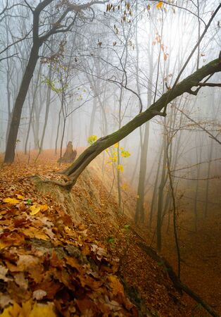 A mysterious and quiet day in the forest with fog. Autumn weather, damp and low temperature. Fairy or horror wallpaperの写真素材