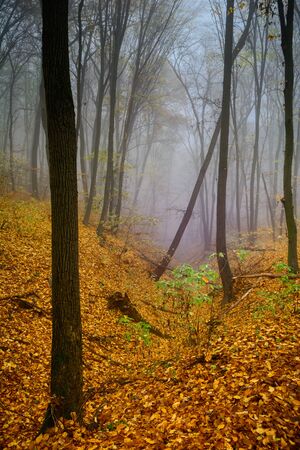 A mysterious and quiet day in the forest with fog. Autumn weather, damp and low temperature. Fairy or horror wallpaperの写真素材