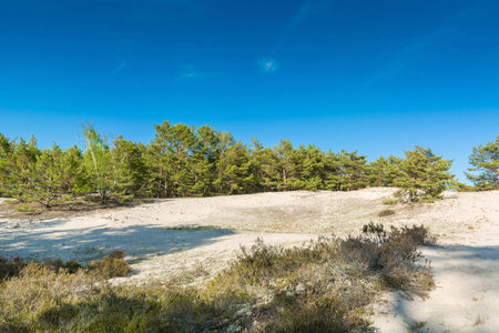 Green bright pine trees against the blue sky. Dunes and sand. Baltic coast of Poland.の写真素材