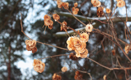 Dried hanging elm tree (Ulmus glabra) seeds in winterの写真素材