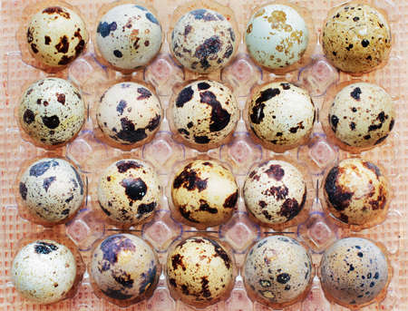 Trail of spotty raw quail eggsの写真素材