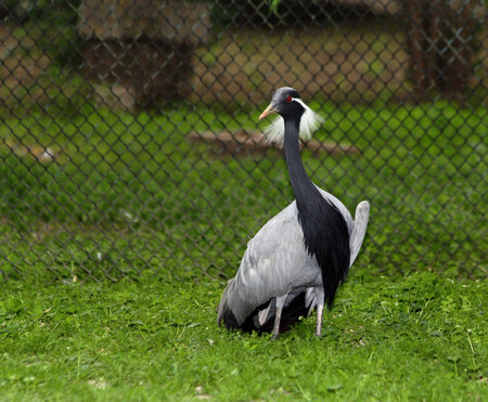 Demoiselle crane (Anthropoides virgo) in the zoo of Askania Nova, Ukraineの写真素材